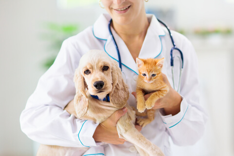 Animal/Pet Services